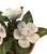 Vintage Petite Potted French Porcelain Bisque & Tole White Gardenia Flower / Floral Arrangement in Terracotta Pot For Sale - Image 4 of 6