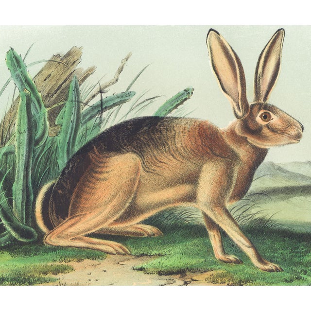 Original first edition Audubon stone lithograph from "The Viviparous Quadrupeds of North America", octavo edition, printed...