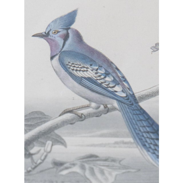 Mid 19th Century Custom Framed Antique Bird Engravings - Set of Two For Sale - Image 5 of 12