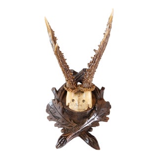 Antique Black Forest Roe Deer Antlers Hunting Trophy Mount For Sale