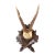 Antique Black Forest Roe Deer Antlers Hunting Trophy Mount For Sale