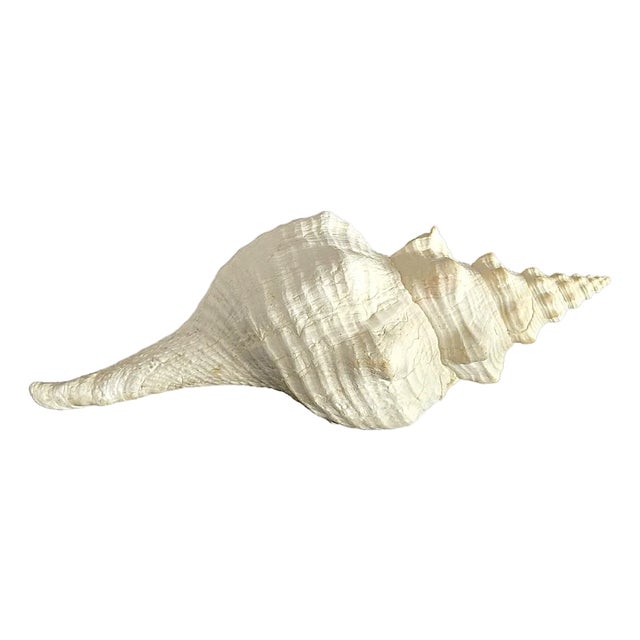 Vintage Large Natural Horse Conch Shell For Sale