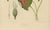 Berthe Hoola van Nooten, Heart of Jesus Caladium, 1880, Chromolithograph For Sale - Image 6 of 11