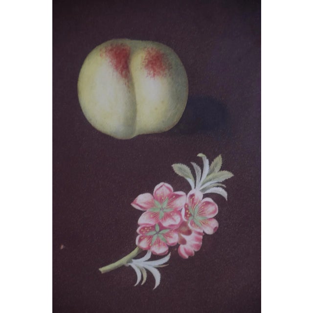 Peaches, Nectarines: George Brookshaw 'S 19th C. Framed Hand-Colored Aquatint, 1804 For Sale - Image 4 of 8