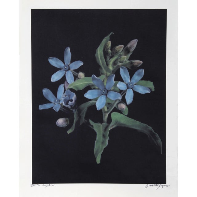 T. Magnifica Jonathan Singer American (1949–2019) Date: 2011 Digital Photograph on Japon Paper, signed and numbered in...