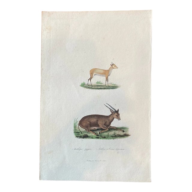 French Antique 18th Century "Antilope" Engraving Hand Colored Artwork For Sale