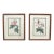 Pair of P. J. Redoute French Botanical Still Life Roses Framed Prints For Sale