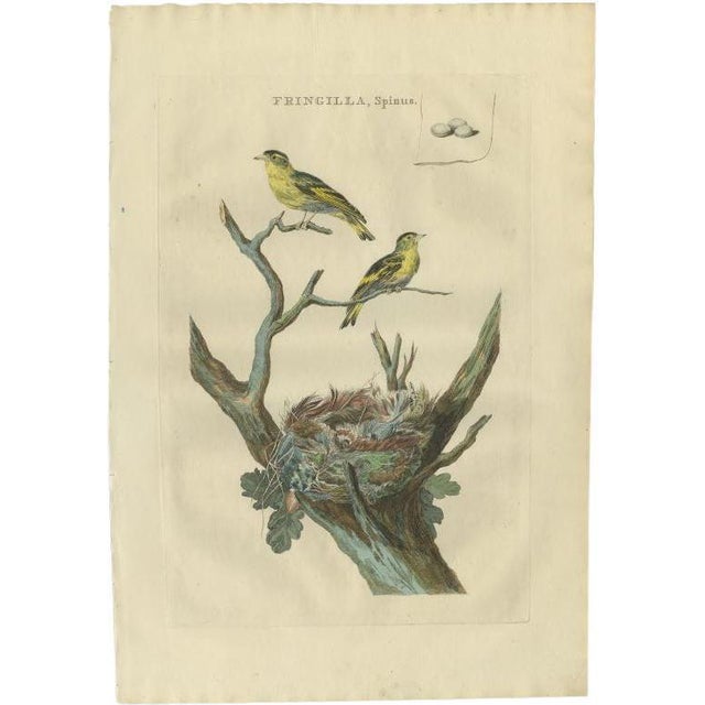 Sepp & Nozeman, Bird Illustration of the Eurasian Siskin, 1789, Print For Sale