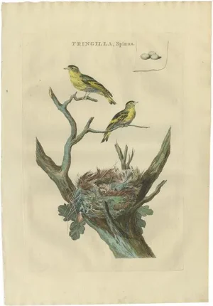Sepp & Nozeman, Bird Illustration of the Eurasian Siskin, 1789, Print