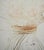 Salvador dali (1904-1989) king mark, 1970 original engraving (rigal workshop) signed in pencil numbered /75 copies on...