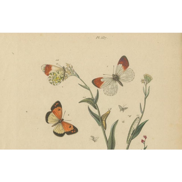E. Guérin, Butterfly and Moth, 1835, Engraving, Set of 2 For Sale - Image 9 of 13