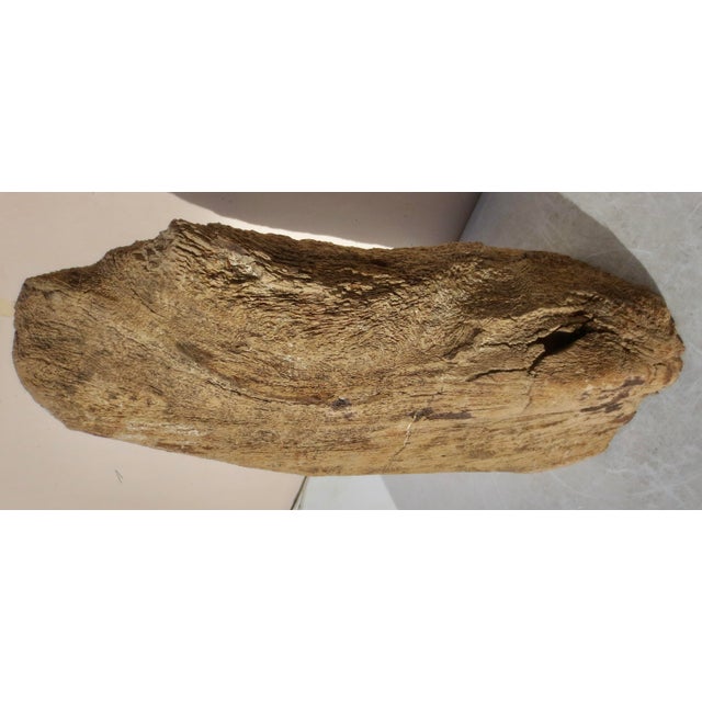 Contemporary Large Petrified Wood Log For Sale - Image 3 of 13