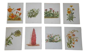 Antique 19th Century Lithographs-Pacific Wildflowers-Emma Thayer - Set of 8