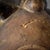 Early 20th Century Suku Helmet Mask For Sale - Image 12 of 14