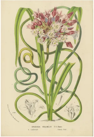 Louis Van Houtte, Twining Brodiaea, 1800s, Paper