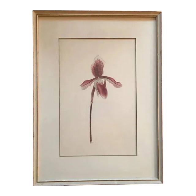 Watercolor Botanical Painting of a Lady Slipper Orchid 1940's For Sale