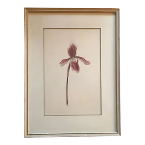 Watercolor Botanical Painting of a Lady Slipper Orchid 1940's