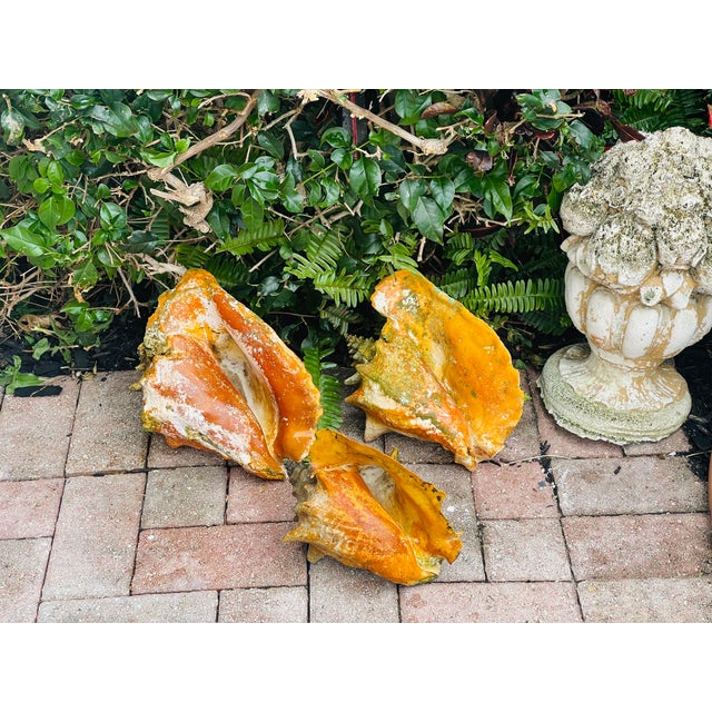 Coastal 3 Large Antique Bahamas Conch Shells in Great Patina Distressed For Sale - Image 3 of 8