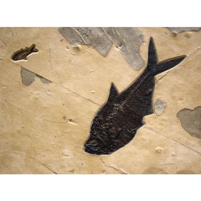 Contemporary Fossil Fish Mural 5001gm For Sale - Image 3 of 3