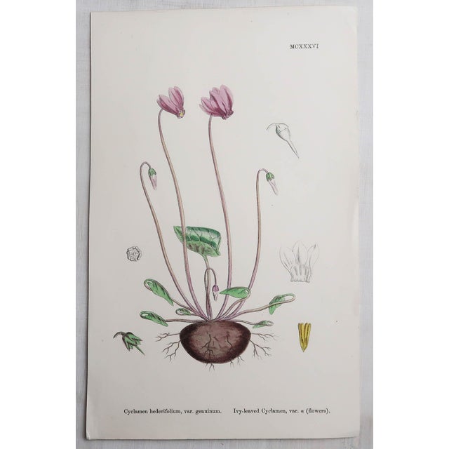 After Hooker, Botanical Illustrations, Prints, 1850, Set of 16 For Sale - Image 3 of 18