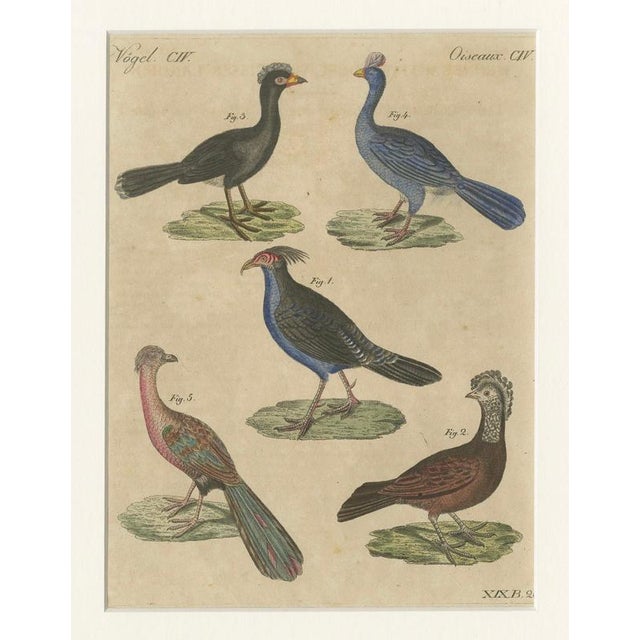 Title: antique hand-colored crested birds engraving – bertuch, c. 1800 original antique hand-colored copper engraving...