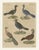 Title: antique hand-colored crested birds engraving – bertuch, c. 1800 original antique hand-colored copper engraving...