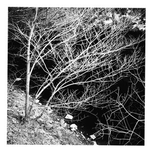 Paul Cooklin, Trees, Silver Gelatin Photograph, Limited Edition of 10