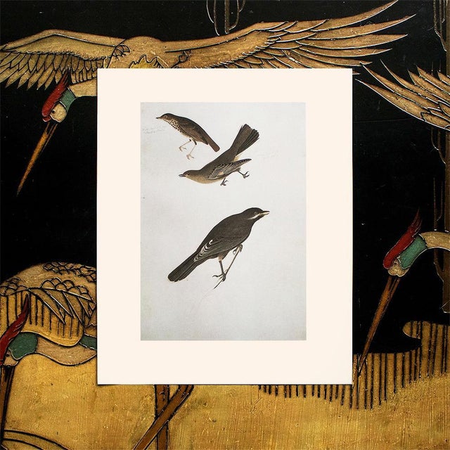 Farmhouse 1966 Vintage Cottage Print "Dwarf Thrush, Townsend's Ptilogonys & Canada Jay" After John James Audubon For Sale - Image 3 of 5