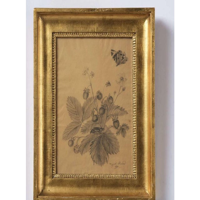 Margaret Trone, Swedish Empire Flower, Paper, Framed, Set of 2 For Sale - Image 4 of 14