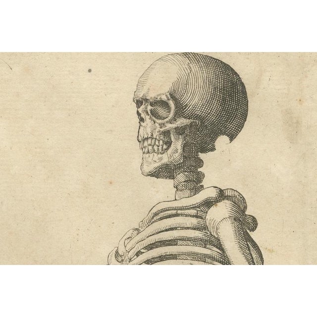 Anatomical Skeleton Study, 1745, Paper For Sale - Image 4 of 9