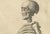 Anatomical Skeleton Study, 1745, Paper For Sale - Image 4 of 9