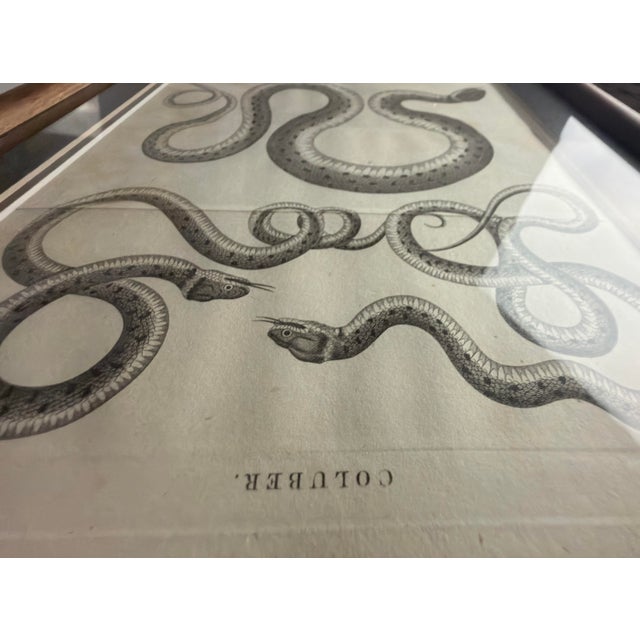 Realism 1802 Framed Antique Snake Engraving After Seba | Dark Academia Natural History Wall Art For Sale - Image 3 of 7