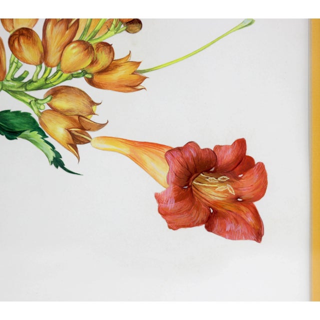 Paint Vintage Hand-Painted Plant Specimen Watercolor Trumpet Creeper (With Frame). Signed in the Lower Right Corner For Sale - Image 7 of 10