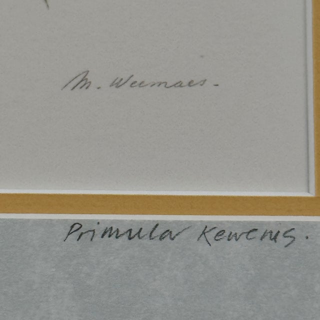 Vintage 1981 botanical portfolio print by Belgian artist Margot Weemaes (1909–1993), depicting Primula kewensis with...
