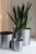 Large Loto Planter in Stainless Steel by Form & Eisen For Sale - Image 13 of 18
