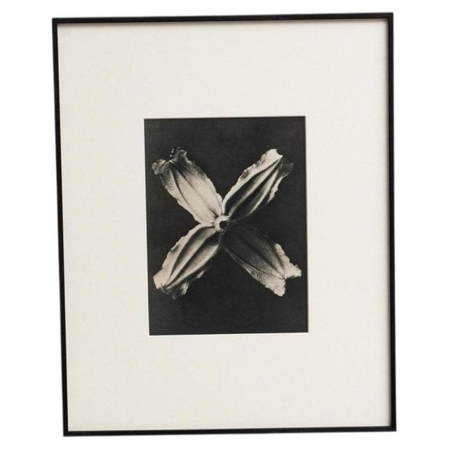 Karl Blossfeldt, Natural Grace, 1942, Photogravure, Framed For Sale - Image 13 of 13