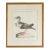 Antique Rare Hand Colored Etching Framed Puffin Bird by Saverio Manetti Italian, 1700's For Sale
