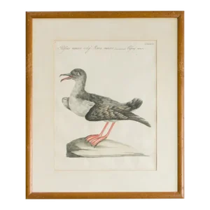 Antique Rare Hand Colored Etching Framed Puffin Bird by Saverio Manetti Italian, 1700's