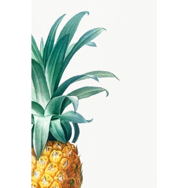 Green Vintage Pineapple Illustration, Botanical Art Print Reproduction, 40" X 60" For Sale - Image 8 of 10