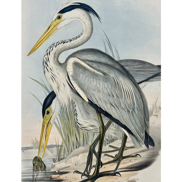 Mid 19th Century Grey Heron Original Print Framed by Gould, Circa 1840 For Sale - Image 5 of 5