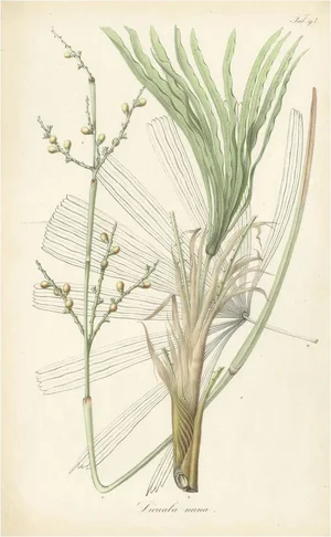 Karl Ludwig Blume, Botany Illustration of Licuala Nana: Fan Palm, 1836, Print