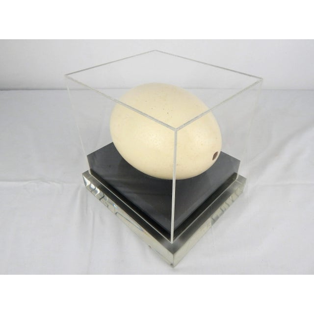 Lucite Display Case With Ostrich Egg For Sale - Image 4 of 8