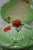 A beautifully coordinated collection of vintage botanical ceramics, combining three marked Carlton Ware dishes, a marked...