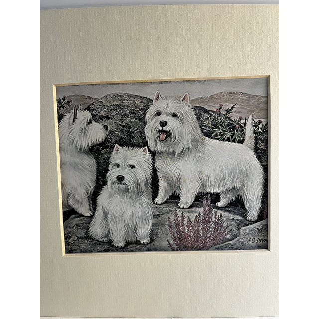 Vintage book illustration of the Highlander, the Westie breed of terrier. White dogs landscape hunting. Matted and ready...
