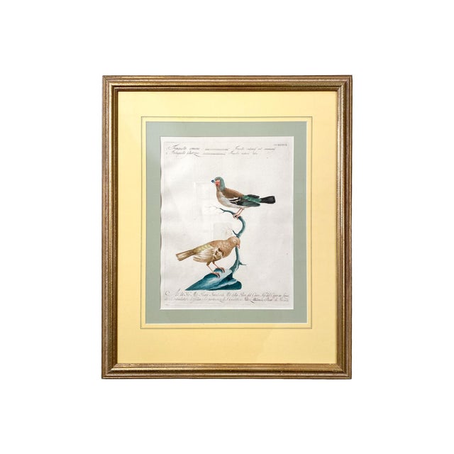 Wood Scientific Illustrations of Birds by Saverio Manetti, Hand-Painted Intaglio - A Set of 6 For Sale - Image 7 of 12