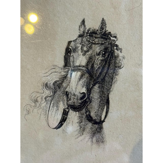 C.1800 Antique Etchings by Johannes Bemme, Set of 3 Horse Heads For Sale - Image 9 of 17
