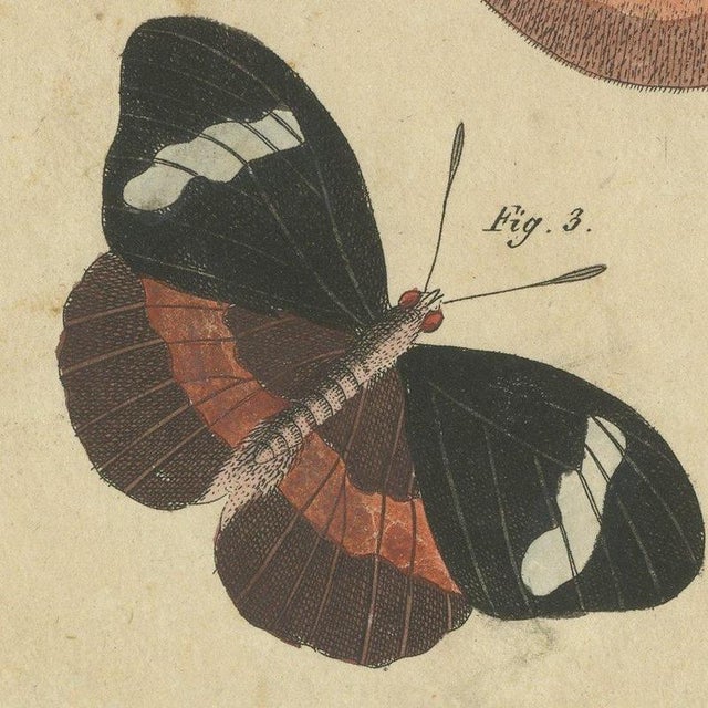 Bertuch, Exotic Butterflies and Saturniid Moth, 1815, Print For Sale - Image 9 of 12