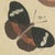 Bertuch, Exotic Butterflies and Saturniid Moth, 1815, Print For Sale - Image 9 of 12