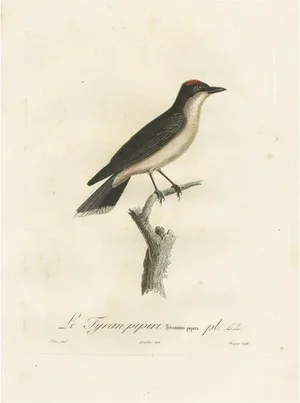 Louis Jean Pierre Vieillot, Vermilion Flycatcher Ornithological Illustration, Handcolored Print