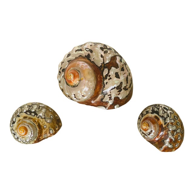 Set of 3 Natures Beauty Brown Turbo Sea Shells For Sale